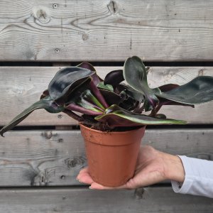 Geogenanthus ciliatus (Geogenanthus ciliatus) ´MIDNIGHT PEARL´ - kont. C1L, výška 15 cm ⌀ 30 cm,